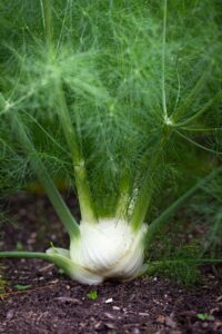 Florence Fennel Rondo F1