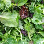 Oriental Brassica Salad Mix