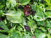 Oriental Brassica Salad Mix