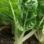 Swiss Chard