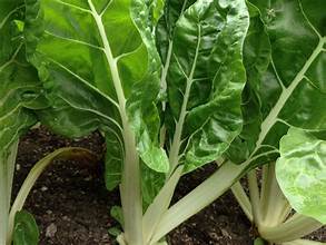 Swiss Chard