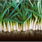 Leek Blue Solaise