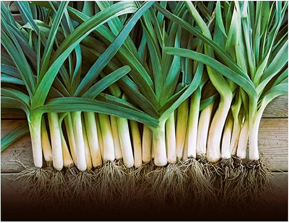 Leek Blue Solaise