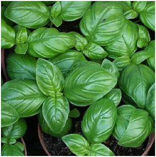 Basil Sweet Genovese Green Vegetable Seeds