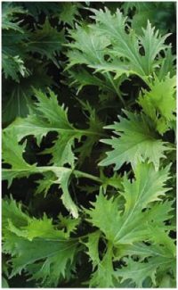 Oriental Brassica Salad - Mizuna is a very special winter salad. Dark green, glossy, jagged leaves, ideal for a mixed salad.