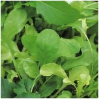 Oriental Brassica Salad - Salad Rocket 'Victoria'