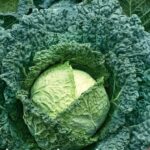 Cabbage, Savoy - Vertus