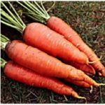 Carrot - Autumn King