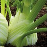 Florence Fennel Romanesco