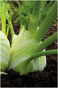 Florence Fennel Romanesco