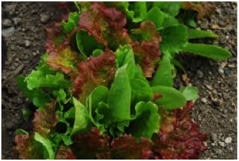 Lettuce, Batavia - Red & Green Mix