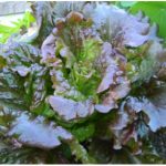 Lettuce, Butterhead - Marvel of Four Seasons