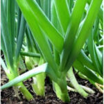 Zebrune Shallot (100 Days) – Pinetree Garden Seeds