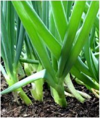 Scallions (Spring Onions) - Ishikura Bunching