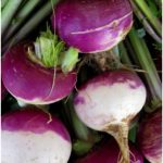 Turnip Purple Top Milan