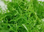 Oriental Salad - Mustard 'Green Frills'