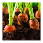 Garden Course, Beginner's Course to Growing Vegetables - Saturday 27th June 2026