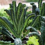 Kale - Nero Di Toscana