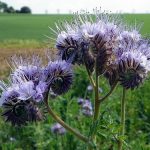 Green Manure Phacelia