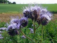 Green Manure Phacelia