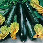 Courgette Black Beauty