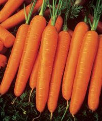 Carrot Rothild