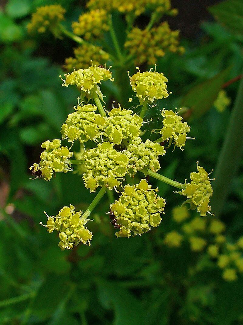 Lovage Plant