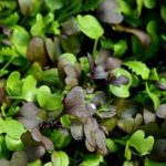 Microgreens selected by Klaus Laitenberger