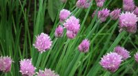 Chives selected by Klaus Laitenberger