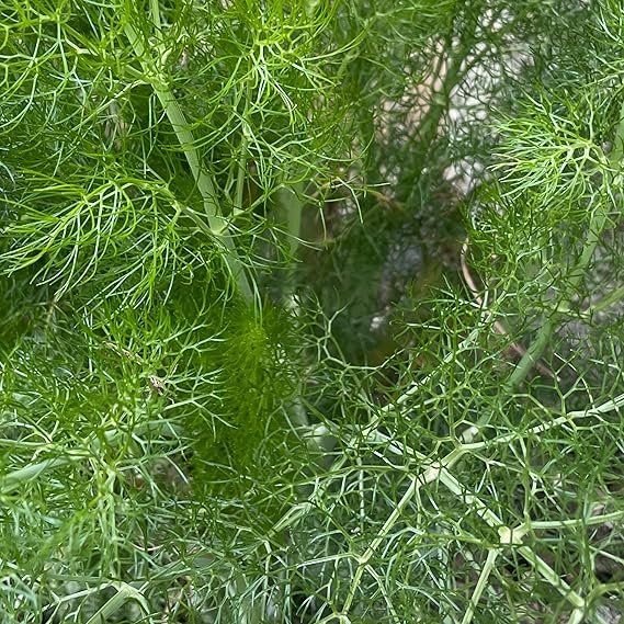 Fennel Common Green