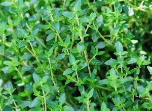 Thyme - Common - www.greenvegetableseeds.com