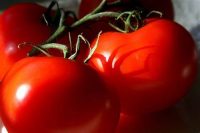 Tomato, Greek - Ancient Epidavros