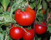 Tomato, Beefsteak Iris
