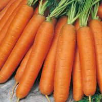 Carrot - Early Nantes