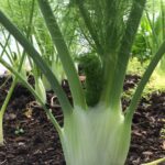 Florence Fennel Romanesco