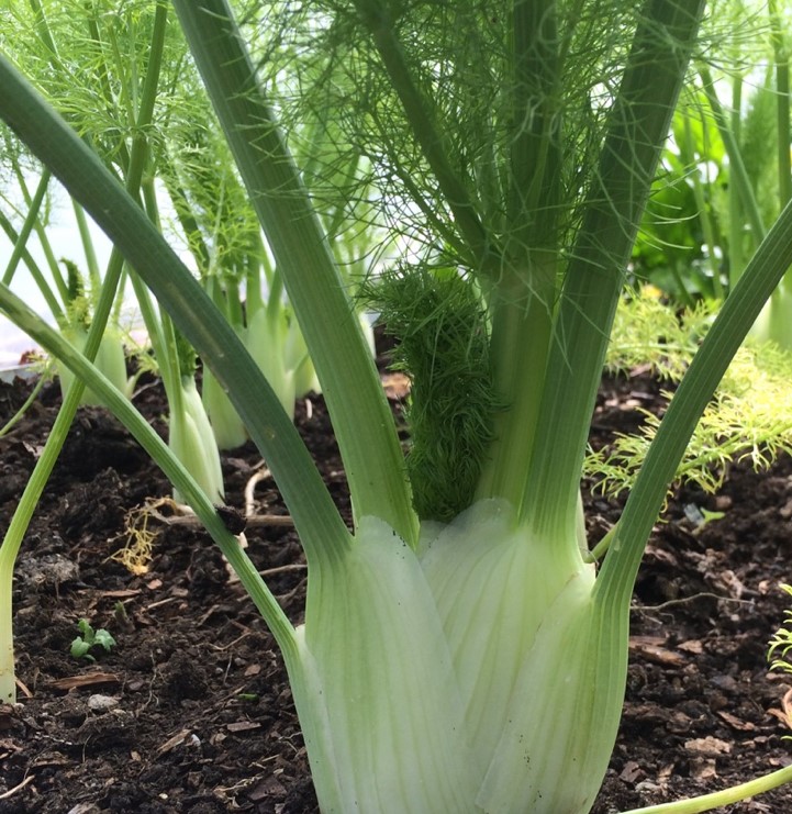 Florence Fennel Romanesco