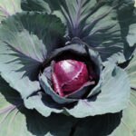 Cabbage, Red - Topaz