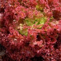 Lettuce Lollo Rosso