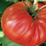 Tomato Paleochori