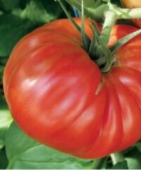 Tomato Paleochori