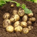 Premiere Seed Potato