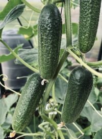 Gergana Cucumber