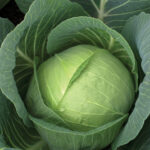 Cabbage Melvin F1