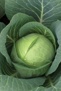 Cabbage Melvin F1