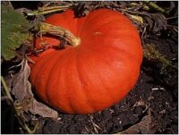Pumpkin - Rouge Vif d'Etampes
