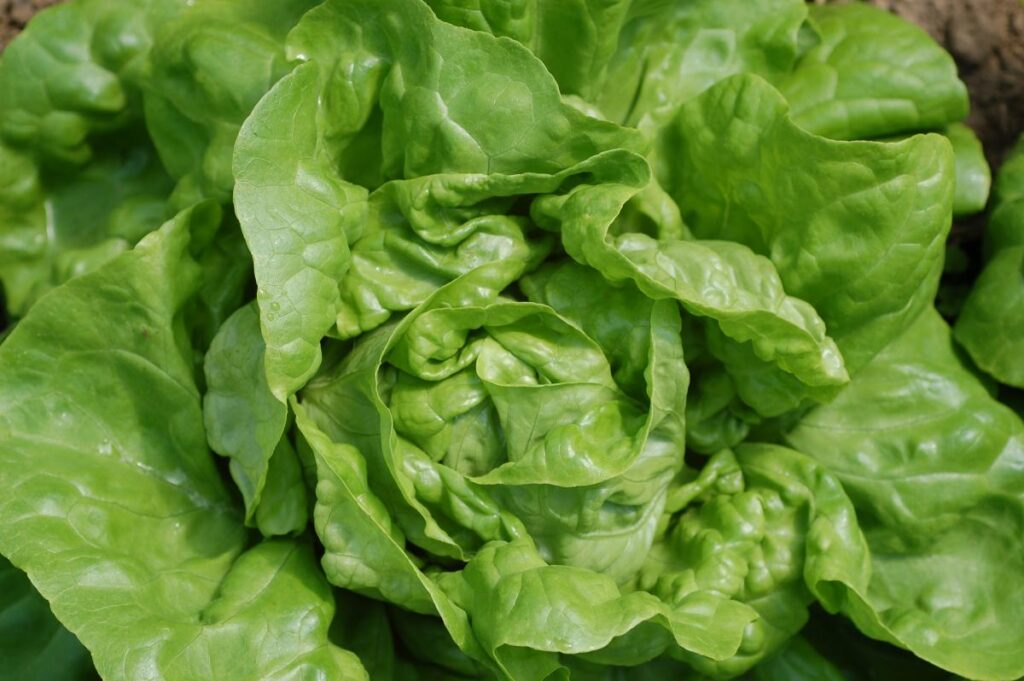 Lettuce, Butterhead Winter Marvel Green Vegetable Seeds