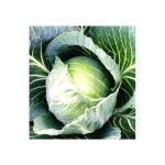 Cabbage Balkan