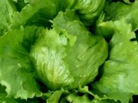 Lettuce Iceberg
