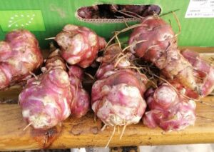 Jerusalem artichoke