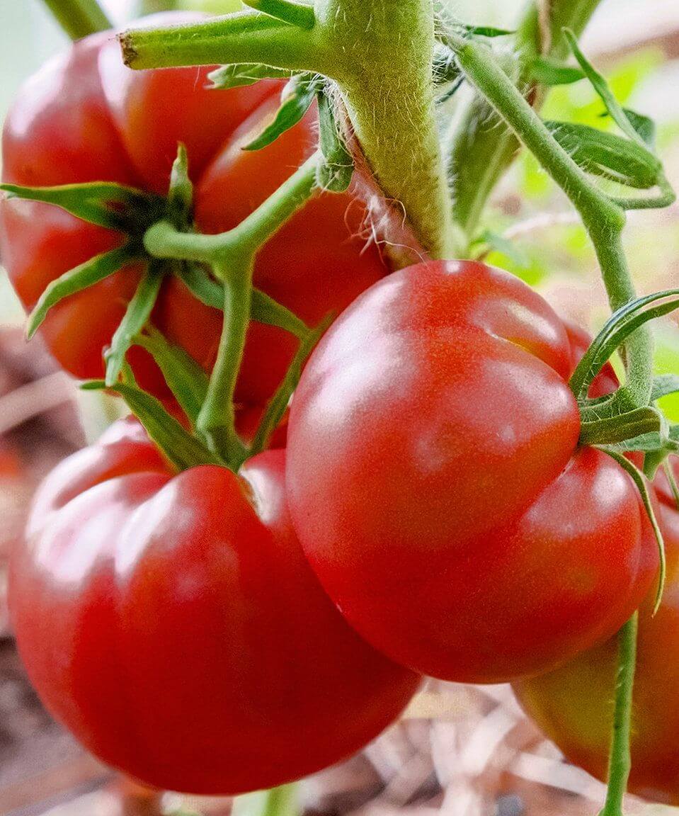 Tomato, Beef - Rodavigi